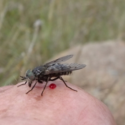 Dasybasis sp. (genus) (A march fly) at Isabella Pond - 3 Nov 2021 by JanetRussell