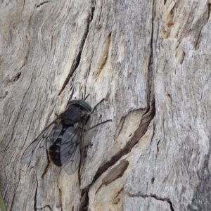 Dasybasis sp. (genus) at Monash, ACT - 3 Nov 2021