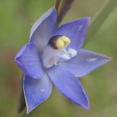 Thelymitra peniculata (Blue Star Sun-orchid) at Gundaroo, NSW - 3 Nov 2021 by MaartjeSevenster