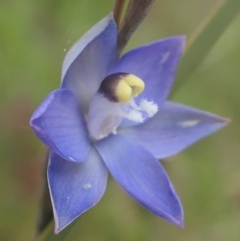 Thelymitra peniculata (Blue Star Sun-orchid) at Gundaroo, NSW - 3 Nov 2021 by MaartjeSevenster