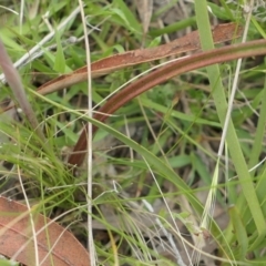 Thelymitra peniculata at Gundaroo, NSW - 3 Nov 2021