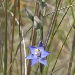 Thelymitra peniculata (Blue Star Sun-orchid) at MTR591 at Gundaroo - 3 Nov 2021 by MaartjeSevenster