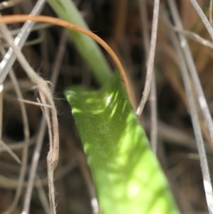 Thelymitra peniculata at Gundaroo, NSW - 3 Nov 2021