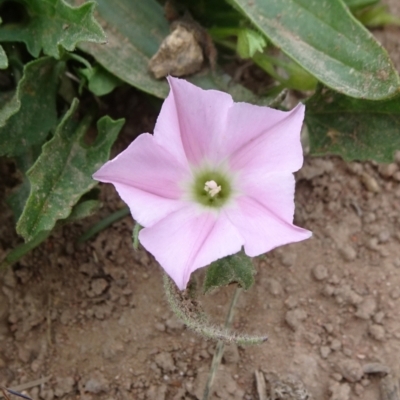 Convolvulus angustissimus subsp. angustissimus (Australian Bindweed) at Isabella Pond - 3 Nov 2021 by JanetRussell