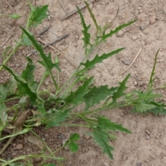 Convolvulus angustissimus subsp. angustissimus at Monash, ACT - 3 Nov 2021 01:29 PM