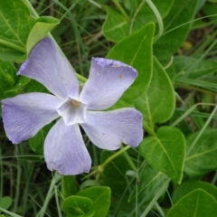 Vinca major (Blue Periwinkle) at Monash, ACT - 3 Nov 2021 by JanetRussell