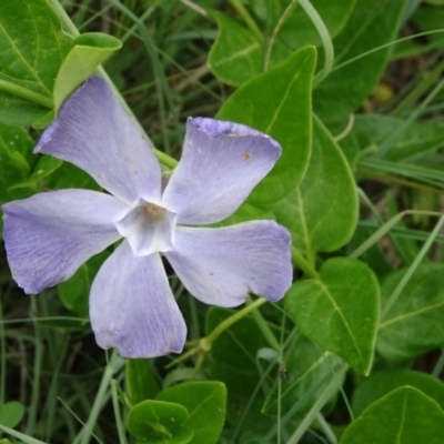 Vinca major (Blue Periwinkle) at Isabella Pond - 3 Nov 2021 by JanetRussell