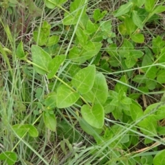 Vinca major at Monash, ACT - 3 Nov 2021 01:40 PM