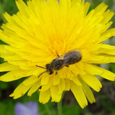 Lasioglossum (Chilalictus) lanarium (Halictid bee) at Isabella Pond - 3 Nov 2021 by JanetRussell