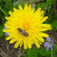 Lasioglossum (Chilalictus) lanarium at Monash, ACT - 3 Nov 2021