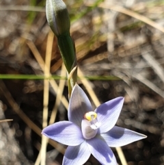 Thelymitra peniculata (Blue Star Sun-orchid) at Cook, ACT - 2 Nov 2021 by drakes