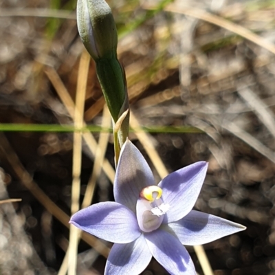 Thelymitra peniculata (Blue Star Sun-orchid) at Cook, ACT - 1 Nov 2021 by drakes