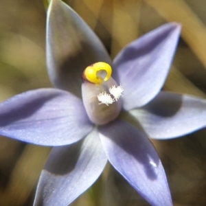 Thelymitra peniculata at Cook, ACT - suppressed