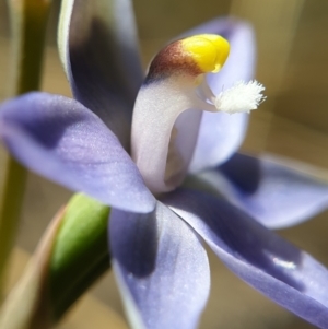 Thelymitra peniculata at Cook, ACT - suppressed