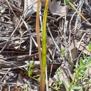 Thelymitra peniculata at Cook, ACT - suppressed