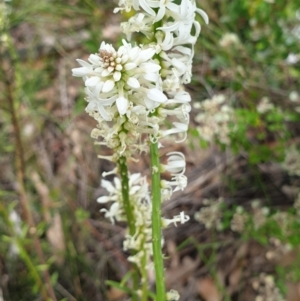 Stackhousia monogyna at Cabbage Tree Creek, VIC - 3 Nov 2021