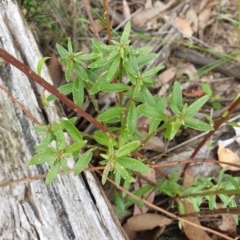 Stackhousia monogyna at Cabbage Tree Creek, VIC - 3 Nov 2021 02:50 PM