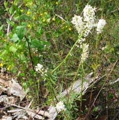 Stackhousia monogyna at Cabbage Tree Creek, VIC - 3 Nov 2021