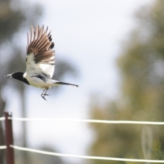 Cracticus nigrogularis (Pied Butcherbird) at Coree, ACT - 21 Oct 2021 by Harrisi