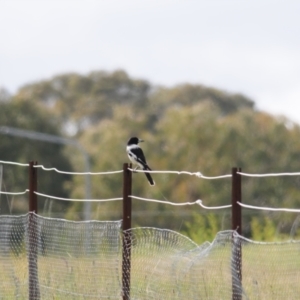 Cracticus nigrogularis at Coree, ACT - 21 Oct 2021