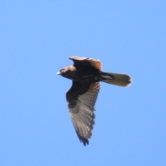 Falco berigora (Brown Falcon) at Stromlo, ACT - 2 Nov 2021 by Harrisi