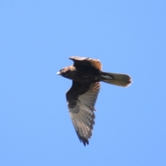 Falco berigora (Brown Falcon) at Stromlo, ACT - 1 Nov 2021 by Harrisi
