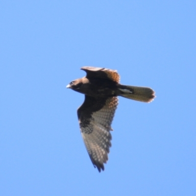 Falco berigora (Brown Falcon) at Stromlo, ACT - 1 Nov 2021 by Harrisi