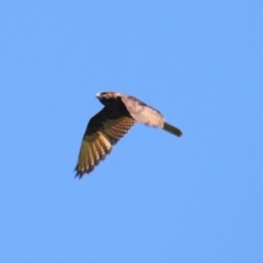 Falco berigora at Stromlo, ACT - suppressed