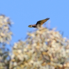 Falco berigora at Stromlo, ACT - suppressed