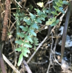 Pandorea pandorana (Wonga Wonga Vine) at Bungonia State Conservation Area - 31 Oct 2021 by Tapirlord