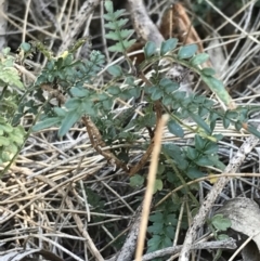 Pandorea pandorana at Bungonia, NSW - 31 Oct 2021