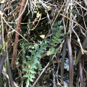 Pandorea pandorana at Bungonia, NSW - 31 Oct 2021