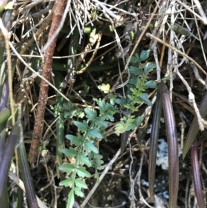 Pandorea pandorana at Bungonia, NSW - 31 Oct 2021