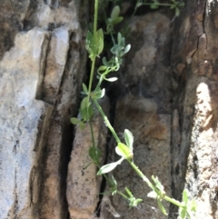 Galium liratum at Marulan, NSW - 31 Oct 2021