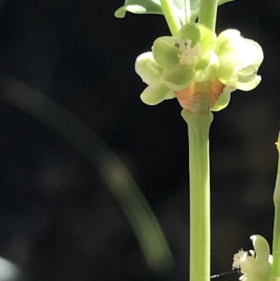 Muehlenbeckia rhyticarya (Wrinkle-nut Lignum) at Bungonia, NSW - 31 Oct 2021 by Tapirlord