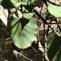 Muehlenbeckia rhyticarya at Bungonia, NSW - 31 Oct 2021