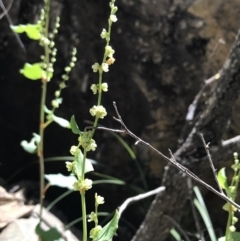 Muehlenbeckia rhyticarya at Bungonia, NSW - 31 Oct 2021