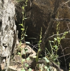 Muehlenbeckia rhyticarya at Bungonia, NSW - 31 Oct 2021
