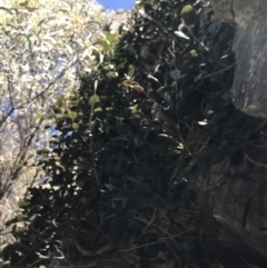 Ficus rubiginosa (Port Jackson or Rusty Fig) at Bungonia State Conservation Area - 31 Oct 2021 by Tapirlord