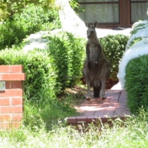 Macropus giganteus at Narrabundah, ACT - 2 Nov 2021 11:44 AM