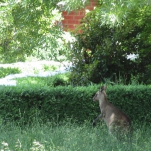 Macropus giganteus at Narrabundah, ACT - 2 Nov 2021