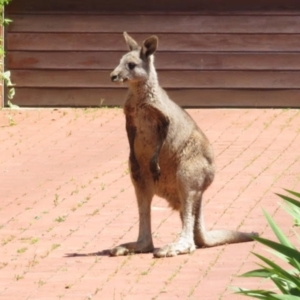 Macropus giganteus at Narrabundah, ACT - 2 Nov 2021