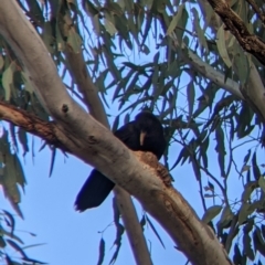 Corcorax melanorhamphos (White-winged Chough) at Moorwatha, NSW - 5 Nov 2021 by Darcy