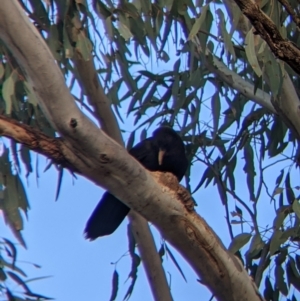 Corcorax melanorhamphos at Moorwatha, NSW - suppressed