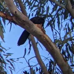 Corcorax melanorhamphos at Moorwatha, NSW - suppressed