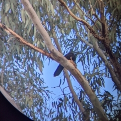 Corcorax melanorhamphos at Moorwatha, NSW - suppressed