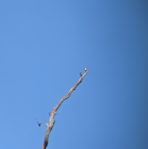 Pardalotus striatus at Moorwatha, NSW - 5 Nov 2021