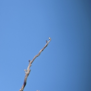 Pardalotus striatus at Moorwatha, NSW - 5 Nov 2021