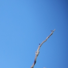 Pardalotus striatus at Moorwatha, NSW - 5 Nov 2021