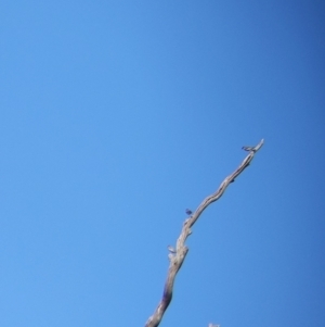 Pardalotus striatus at Moorwatha, NSW - 5 Nov 2021